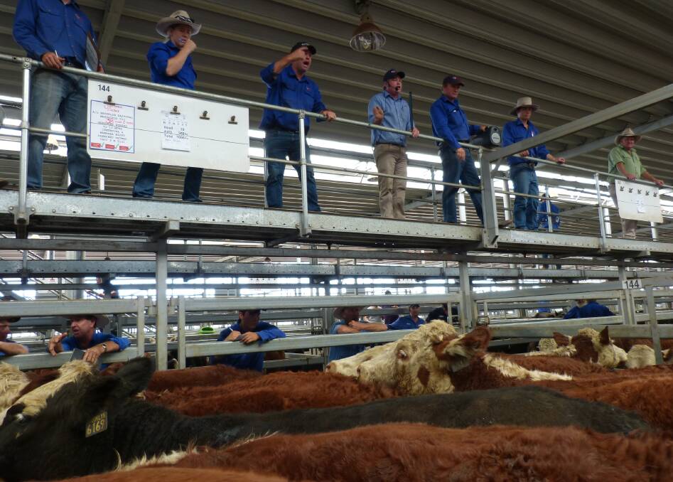 The Corcoran Parker, Wodonga, selling team was in full flight, Thursday, during a sale totaling 3905 head. It was hot and humid in the yards.