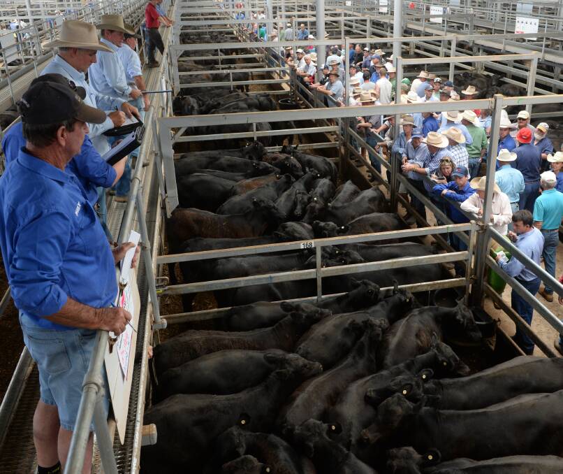 Wodonga agents, Schubert Boers, selling some of the very large line of steers of Widgiewa Station, Morundah, Friday. They sold 329 steers from $1290-$1400.