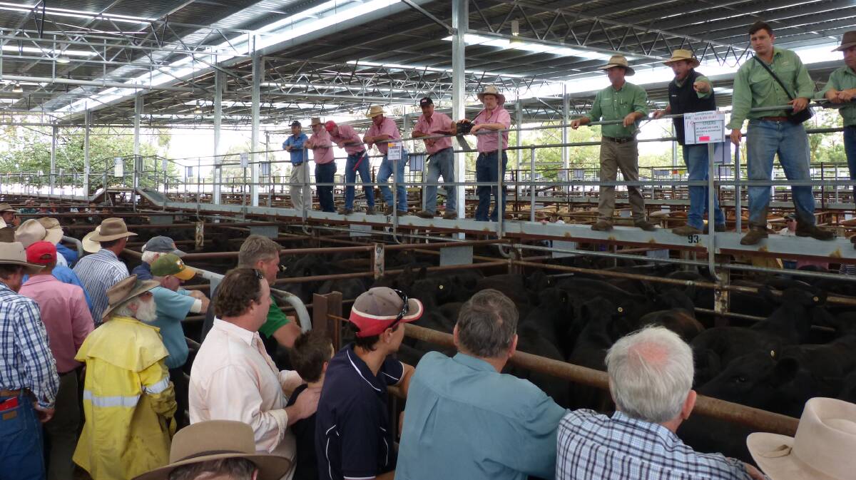 This file photo of a past Euroa store cattle market indicates warmer weather, but cold wintry conditions led to a small crowd last Wednesday.