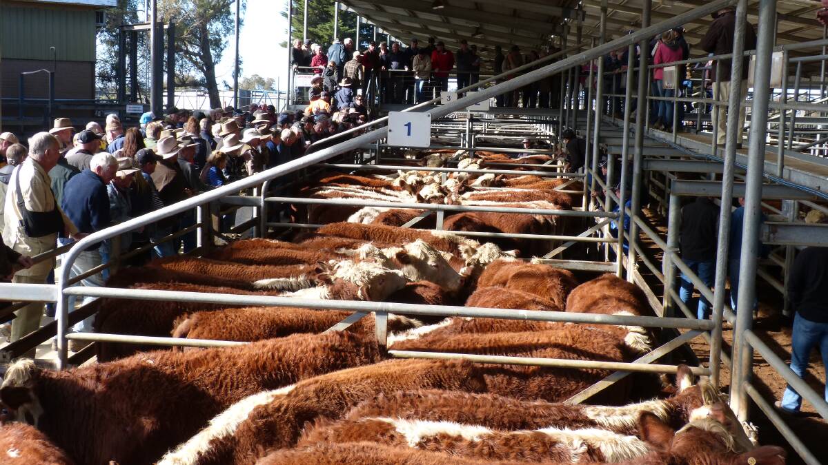 Bill Wyndham & Co held their annual spring store sale Tuesday, and there was a good number of heavier yearling steers penned, as the season has been poor.