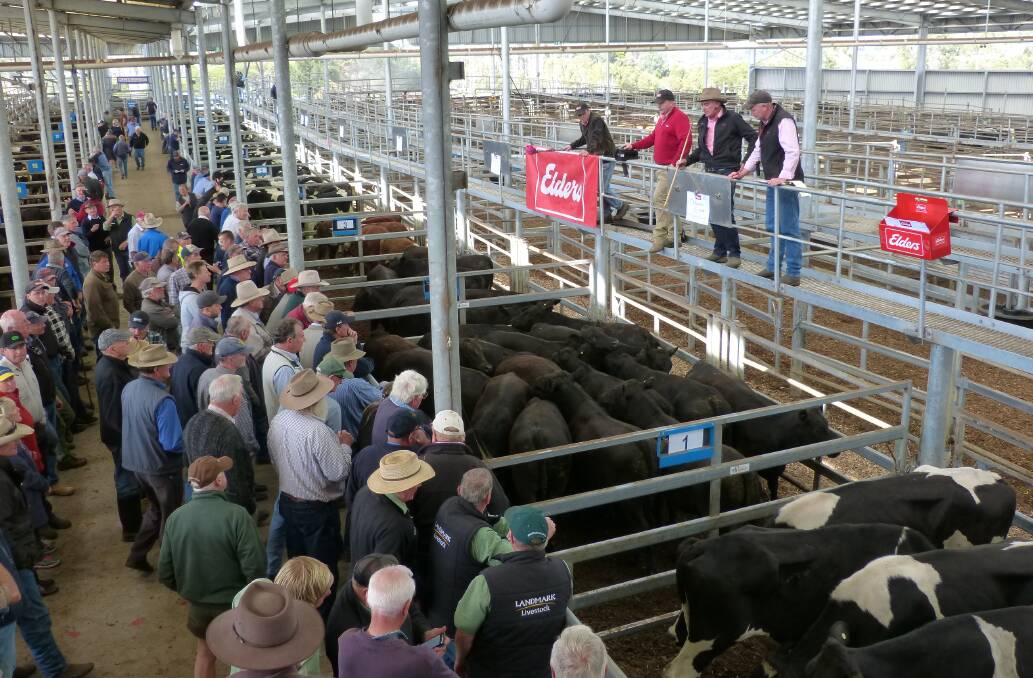 A healthy size crowd attended the regular fortnightly store market at Leongatha, Thursday. Competition was solid, and prices were firm to dearer.