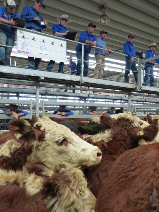 Corcoran Parker, Wodonga, sold this pen of Hereford steers, part of a large yarding of 3905 head, Thursday. A large crowd created mixed trends with prices firm to cheaper.
