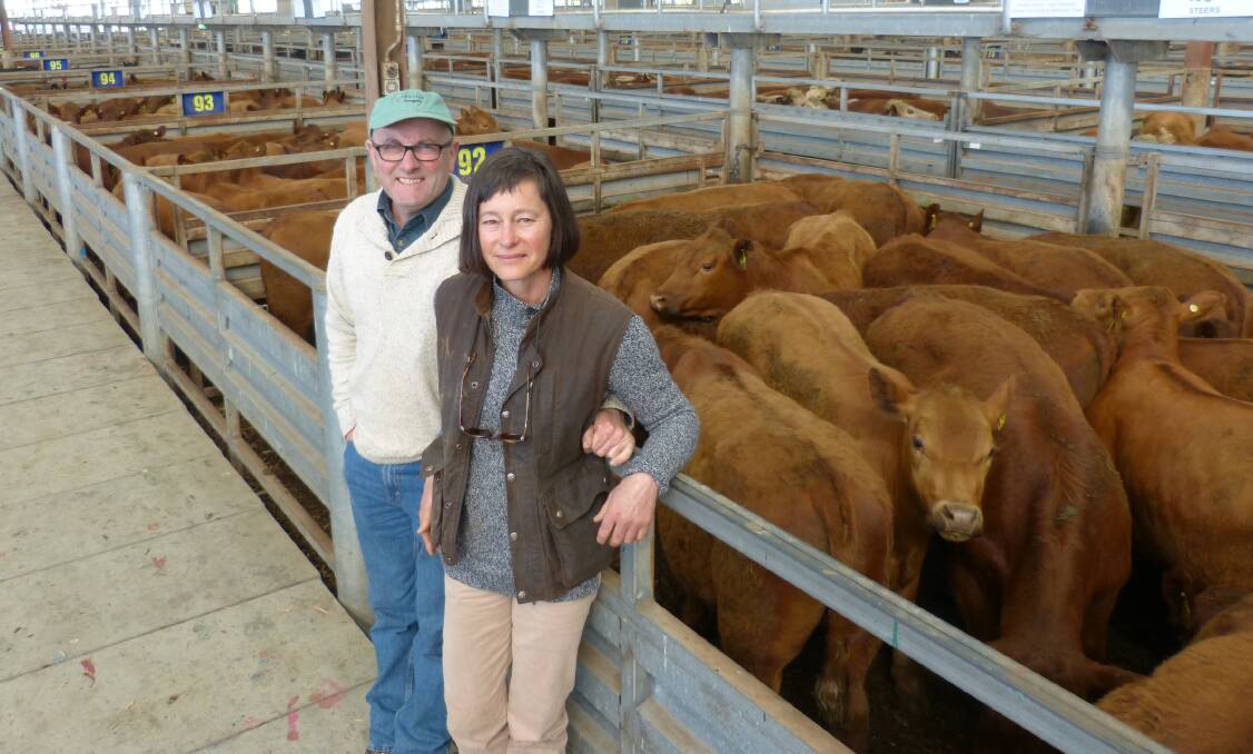 Brookes and Hall, Cooloongolook, Yea, offered some high quality Red Angus steers at Pakenham, Thursday.
