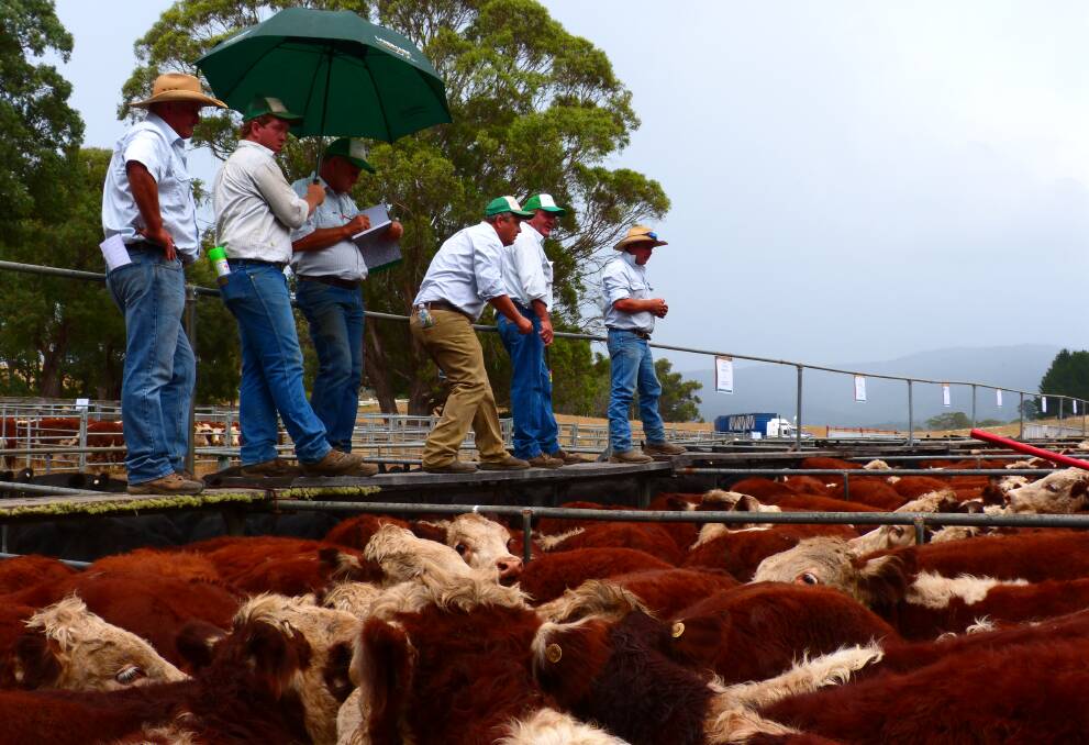 On the rail: Brad Obst, Landmark EGL sells Hereford 
steers at Gelantipy, Monday, as rain starts to fall. It 
was too late to spark extra competition, but these 
steers sold very well.