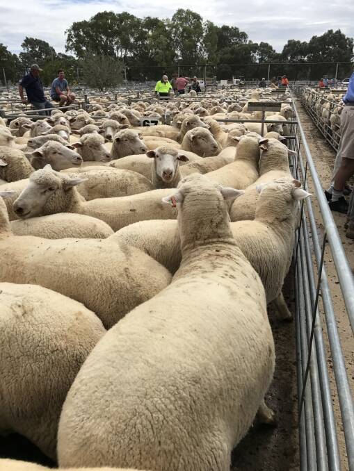 SUPPLEMENTARY-FED: Prime, heavy, export lambs sold to a top of $220 at Swan Hill's fortnightly sheep and lamb sale.