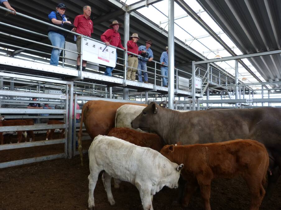 Mike Scollard, Paull&Scollard, Wodonga, opened the store cattle sale, Thursday, offering these Charolais cross cows with Limousin calves. "Springdale", Finely sold 21 outfits to $2200.