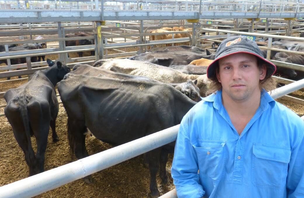 James McMillan brought cows and calves to where the grass is at Leongatha store market last Thursday, in a bid to attract more competition for his cattle.