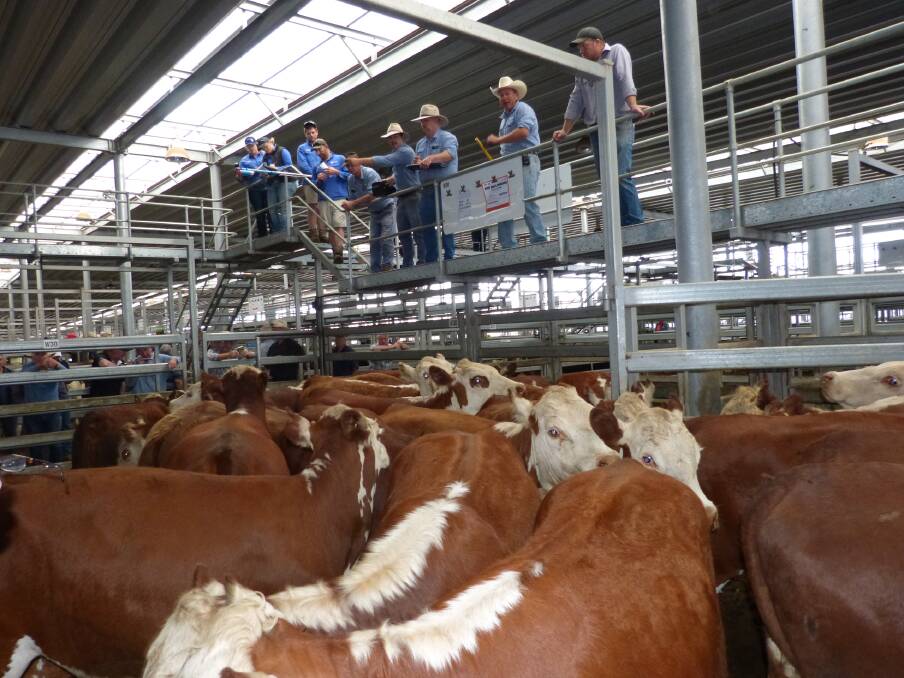 Rodwells Albury sold these 50 Hereford heifers for "South Bullenbong", The Rock, at Wodonga, Thursday. Part of a run of 83 heifers, this pen sold for $1020, the heifer sale being quoted as firm.