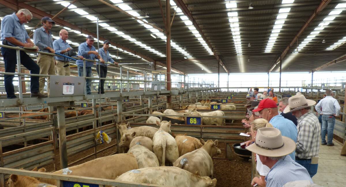 These high quality Charolais steers and heifers suffered from a lack of demand at Pakenham, Monday. Competition was unchanged but prices for these were from 265-282c/kg.