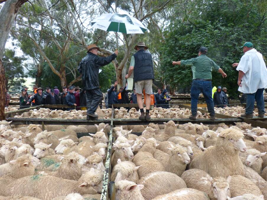 Umbrellas, hats, coats, wet clothes and sheep, pretty much sums up the day at the first of Thorpdale's annual lamb sales. A very good quality offering sold to $180.