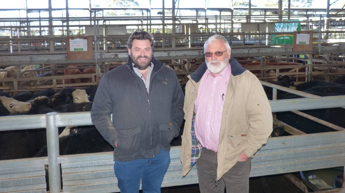 Major vendors at Leongatha, Thursday, were Ross and Gus Svenson, Tarwin Lower. Ross, son Gus, and Daughter Zel, all sold cattle in a dearer market.