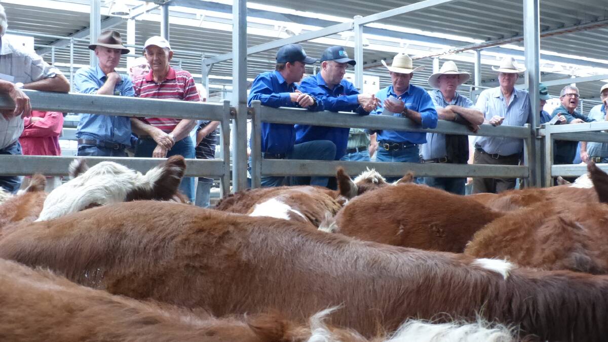 Landmark International buyer Andrew Wishart (third from right) was a successful buyer for a live export order including these steers for $955 at Barnawartha.