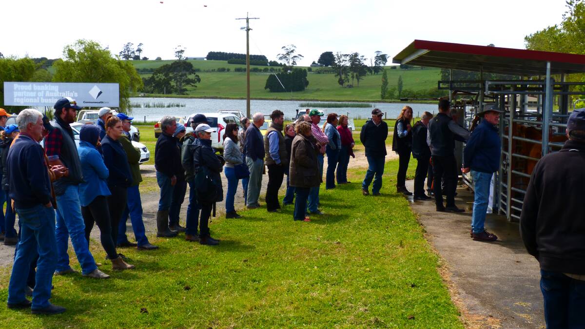 Owners of steers in the Lardner Park Steer Trials watched the official weighing. There is one more weigh-in to go before the prime yearling steers are slaughtered.