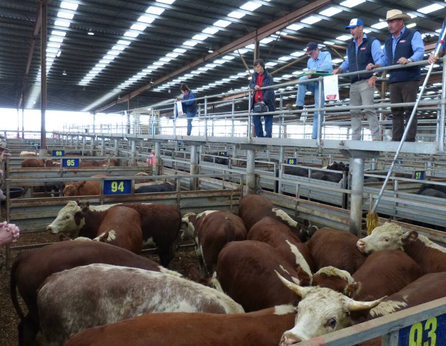 David Setches, Alex Scott & Staff,Pakenham, sell this very good quality pen of Hereford bullocks in Monday's fat cattle sale, which was quoted firm for bullocks.
