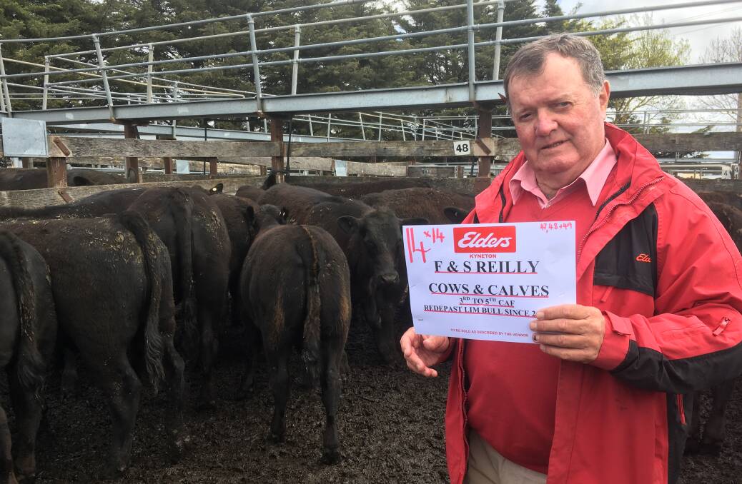 Dusty Miller, Elders Bendigo, was representing his clients, Frank and Sue Reilly, who sold Angus cows, 3-5 years with Limousin CAF, and redpastured to same bull, making $3080 at Kyneton last Wednesday.
