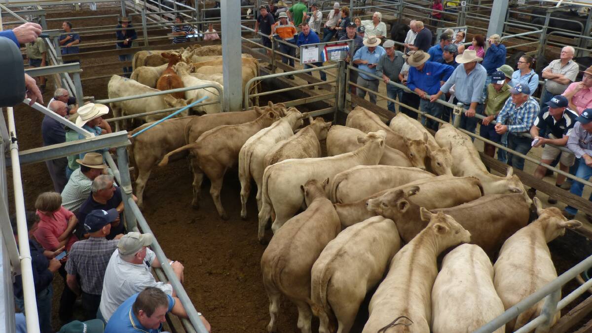 Several feedlot buyers operated at the Wangaratta 2017 autumn drop heifer sale, Friday. Nearly all Charolais heifers were purchased for grain feeding.