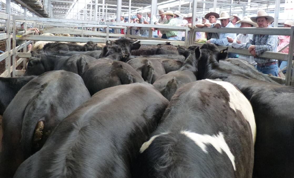 European breed steers sold to solid competition, especially heifers with local grain feeders creating strong demand. These Limousin cross steers made $1275.