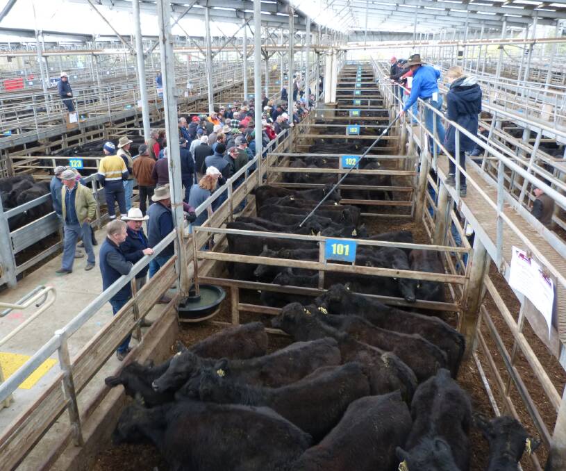 A smaller yarding of 1600 cattle was offered at Leongatha, Thursday. Fewer heifers were penned,and the whole sale was equal to slightly dearer than two weeks ago.