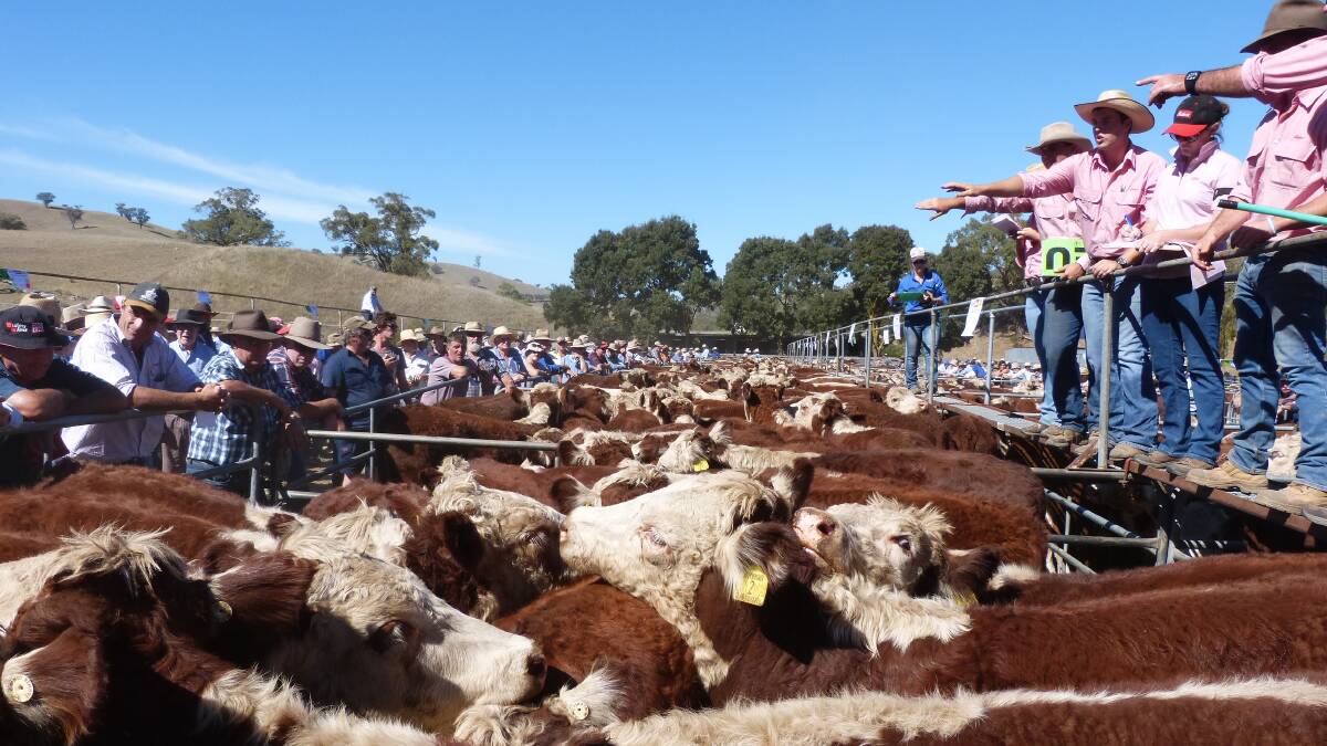 A magnificent day in the high country. The Elders selling team sold weaned Hereford steers to $1640 at Ensay, then $1710 at Omeo, Wednesday. Steers were 11-13 months, 2016 drop calves.