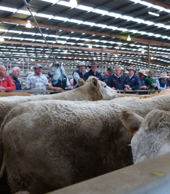 Taken from the top pen rail, these enormous Charolais cross bullocks, weighing 1,011kgs, sold for a respectable 244c/kg lwt, or $2467.