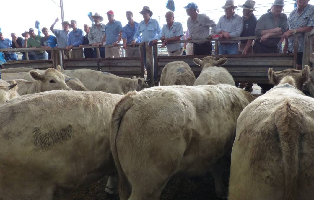 Bidding starts for this high quality pen of Charolais steers at the weekly Pakenham fat cattle sale. The steers were purchased for around 350 cents, and will be grain fed.