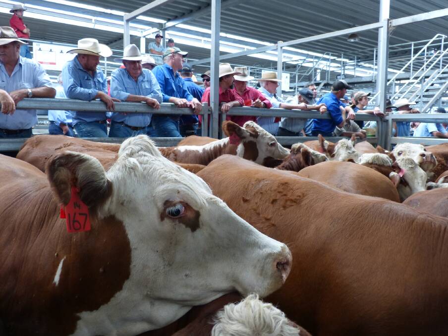 Not all buyers were chasing Angus females at Wodonga, Thursday. These Hereford heifers sold from $1800-$2000. A large line of younger heifers sold from $1350-$1950.
