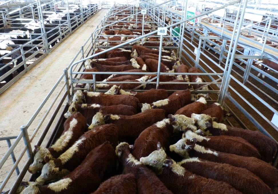 This large run of Hereford steers were offered by Kent Park, Mt Taylor, at Bairnsdale, Friday. Being very dry, the steers were 20-40kgs lighter, and sold to $965.