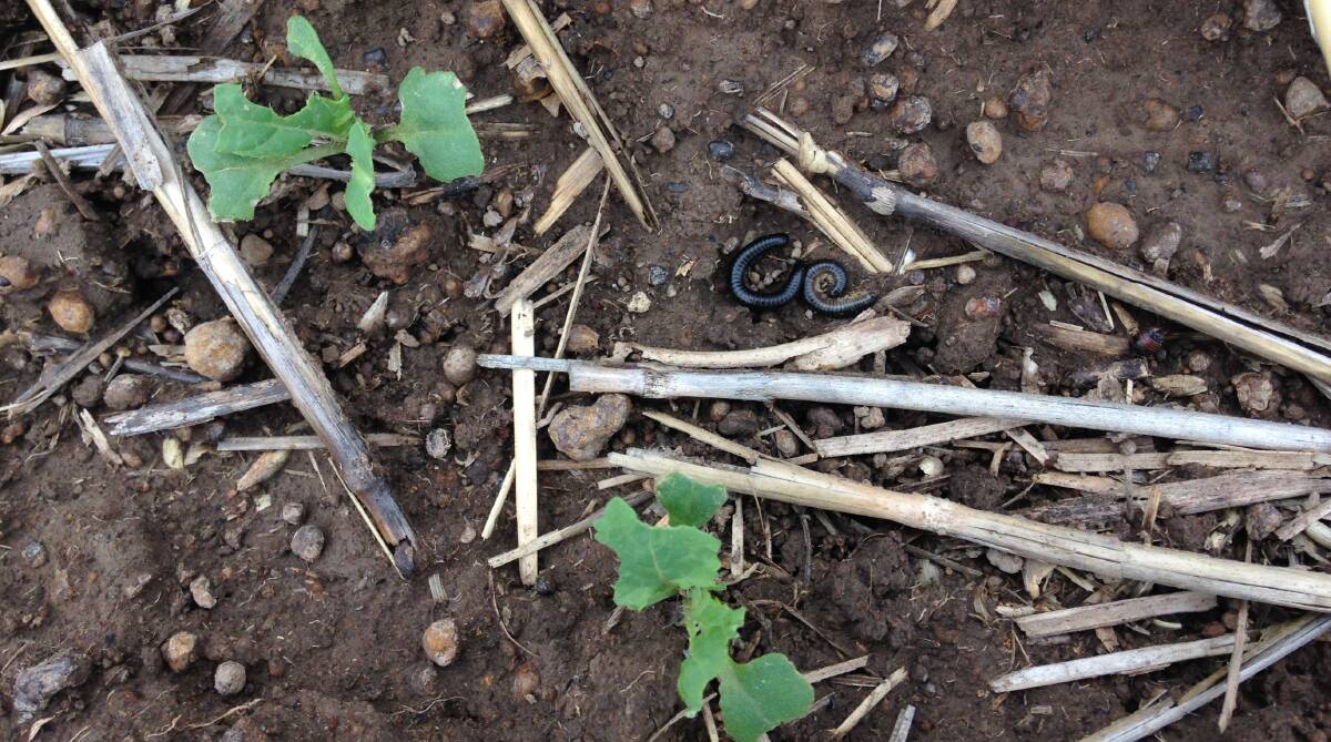 TRIAL: Millipedes' impact on three-leaf canola. SFS is comparing crop performance in retained stubble as part of a GRDC funded project.
 