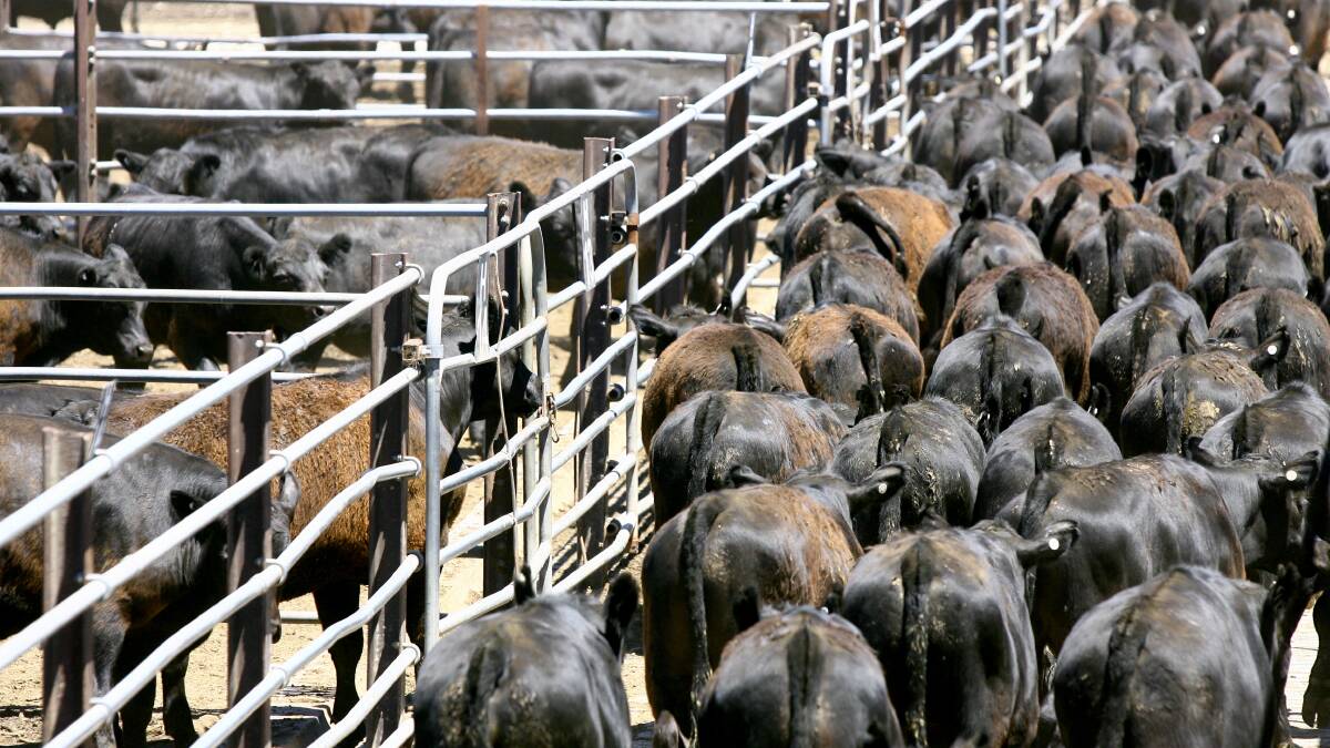 Stability evident in cattle markets