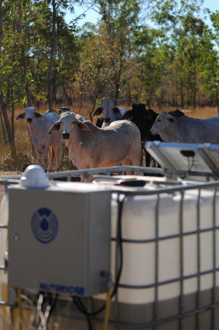 START-UP: Water supplementation dispensing technology is showing promising results in livestock, with DIT Technologies opening a new manufacturing plant in Townsville to serve northern clients.