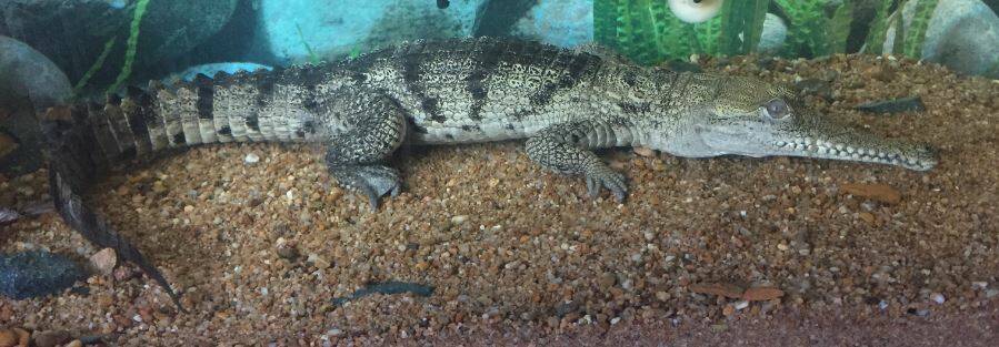 SNAPPY: A baby freshwater croc was found in a tank in the yard during a police raid on a Burdekin property.