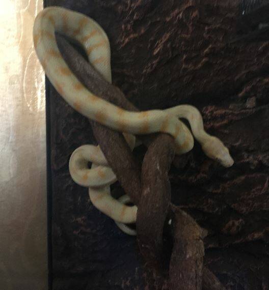An albino Darwin python was also being held captive.