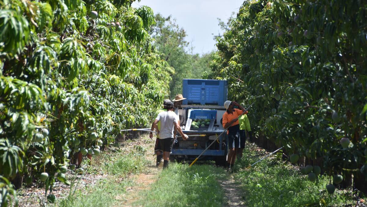 Bowen Gumlu Growers Association President Carl Walker said programs that had been put in place were helping to attract workers to the region, like on this mango farm at Bowen. Photo: Jessica Johnston.