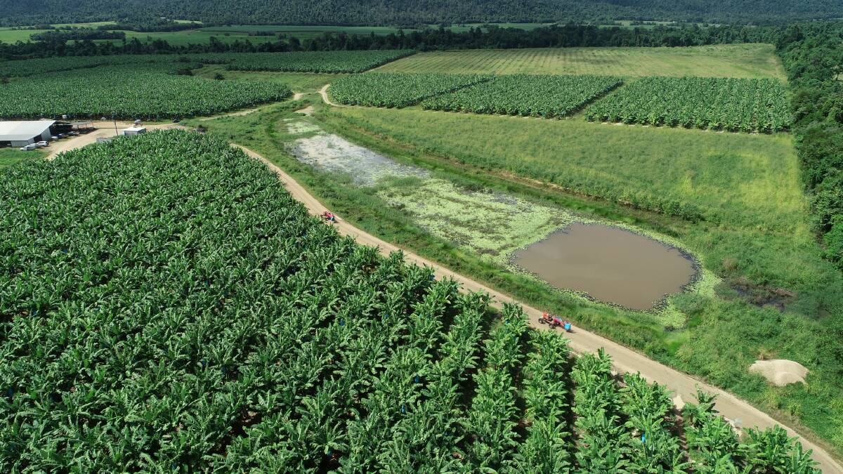 The constructed wetland on Peter Leahy's 121 hectare Tully region banana farm is trialled to help to improve run-off water quality.
