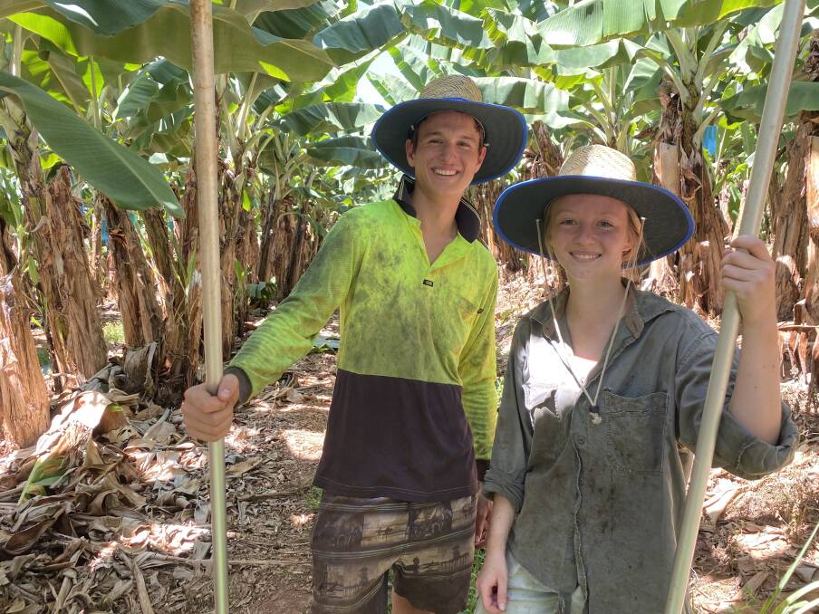 Riley Messina and Jade Brownrigg working on Sellars Bananas' farm at Mission Beach.