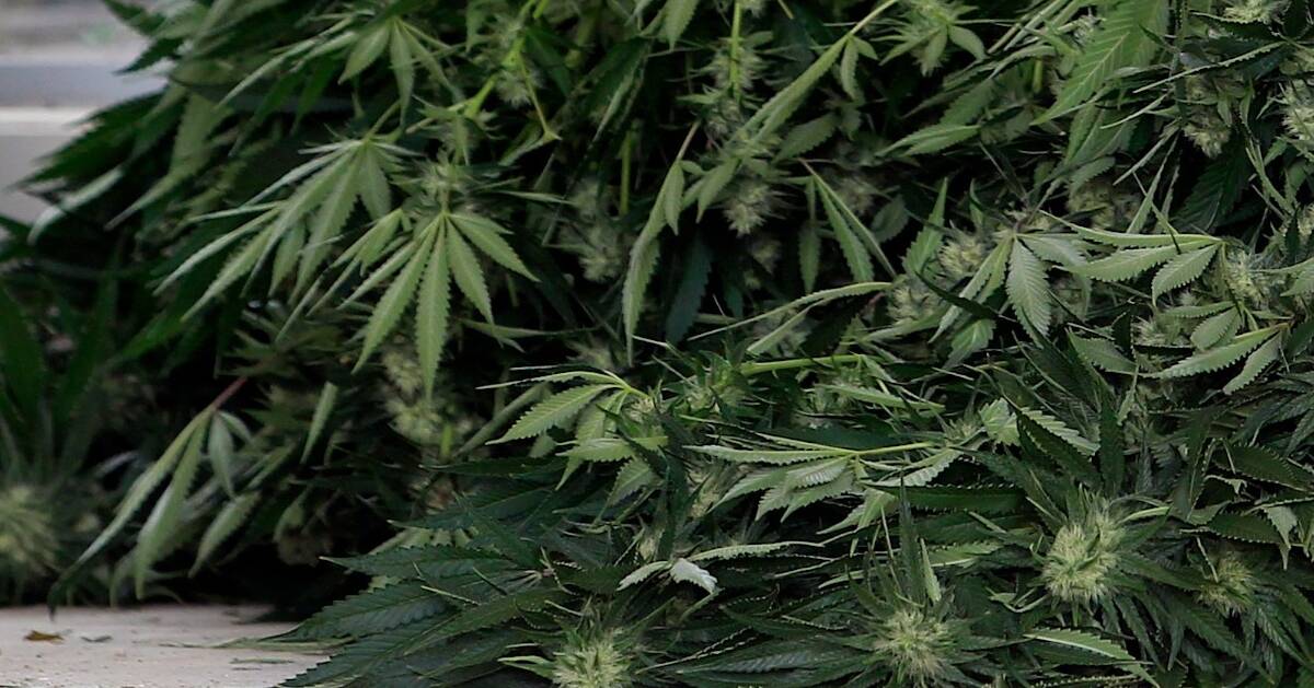 Medicinal cannabis will be allowed to be exported from Australia in a move that could open up a new agricultural industry in the North.