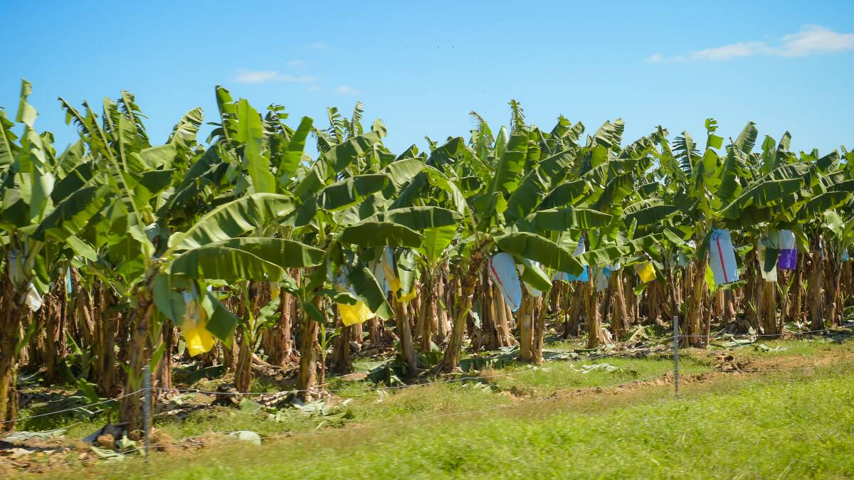 Research is being undertaken to see if fungus can be used to eliminate rust thrips in banana crops.