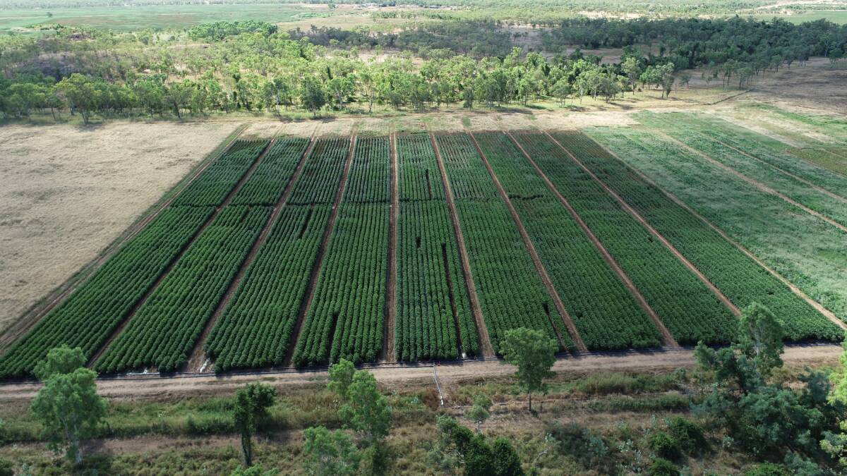 Cotton trial crop growing in North Queensland.
