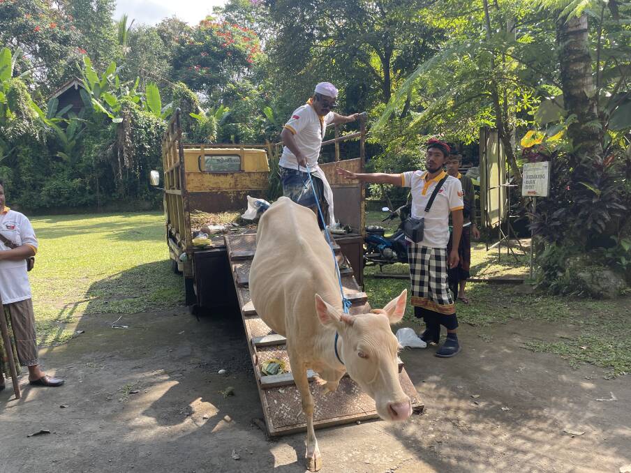 Albino or white cattle are unloaded at Taro Village in Bali.