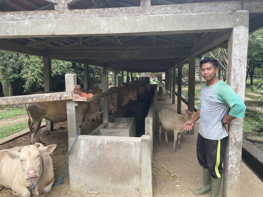 Farmer Wayan Rodi at the albino cattle sanctuary in Taro Village in Bali.