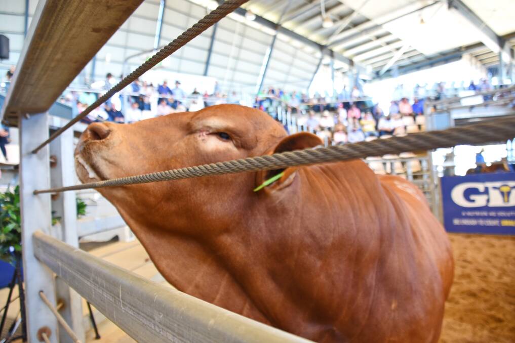 Day two of the Droughtmaster National Sale sees 242 nominated bulls left in the catalogue to sell.