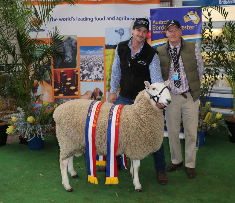 CHAMPION SIRE: Lachie and Trevor James, Coolawang, Mundulla, with the champion Border Leicester ram.