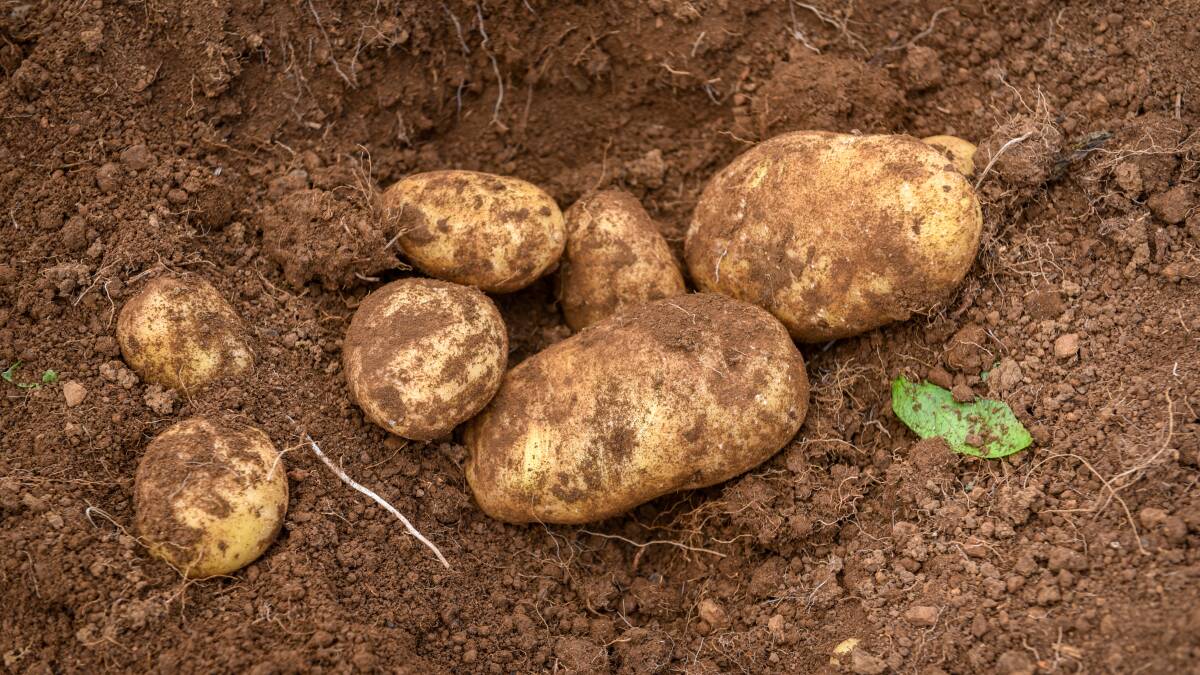 NOT CERTAIN: There is no date set for when imported South Australian potatoes could enter Tasmania after a conditional approval was granted to Mitolo Group.