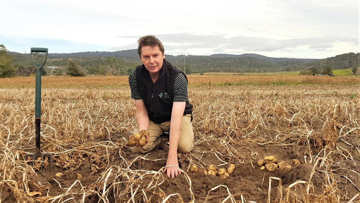 POTATO PROBLEM: Tasmanian Institute of Agriculture senior research fellow Robert Tegg is embarking on a research project to unravel the complexities of pink rot disease.