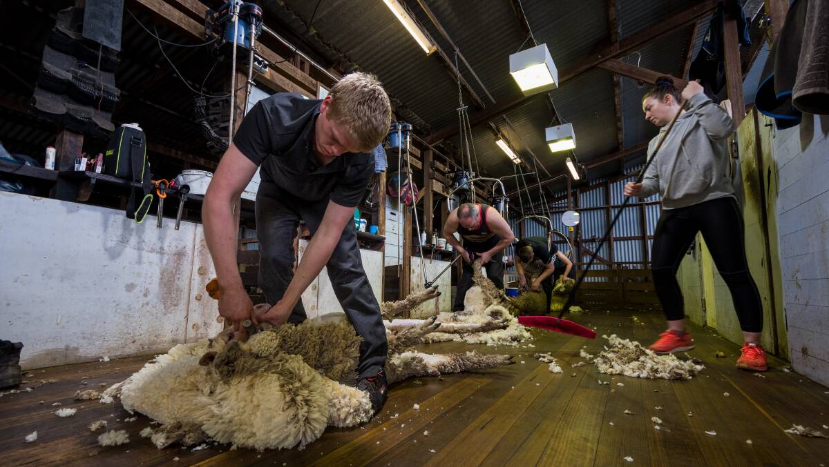 WINDING DOWN: Tasmanian shearer Sam Byers (front) is waiting coronavirus out in Tasmania, but the season is winding up soon.Photo by Phillip Biggs.
