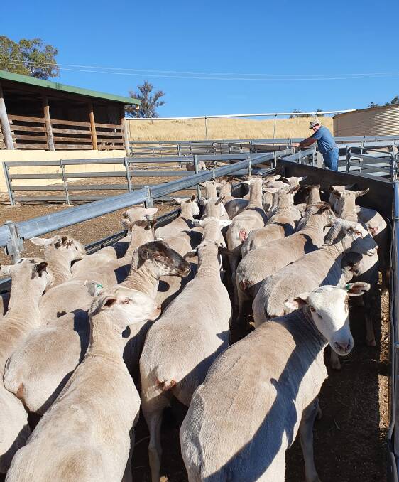 Ewes for presale classing in January this year.