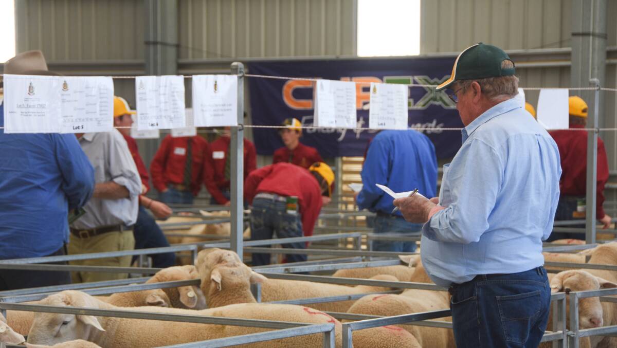 Both commercial and stud buyers were on hand to battle for the rams. 