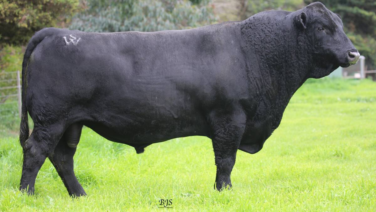 Murdeduke Kicking is a platinum sire meaning he produces a conception rate up to 10 per cent higher. Photo: ABS