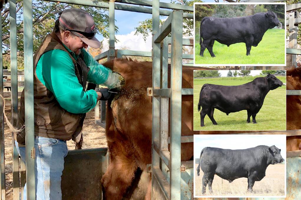 Platinum sires Murdeduke Kicking K428, Baldridge Command C036 and Clunie Range Legend L348 are proving popular with commercial producers. Photos: ABS