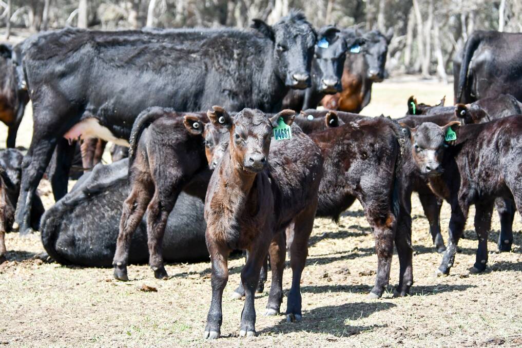 The Gowens have run a commercial Angus herd for the best part of 35 years.